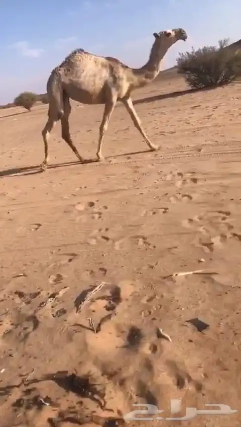 بكار كفو صفرا وحمر 2