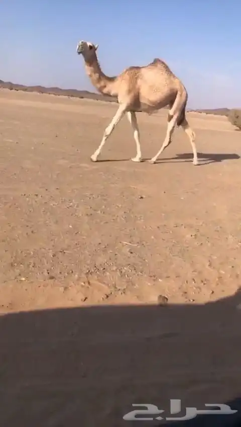 بكار كفو صفرا وحمر 1