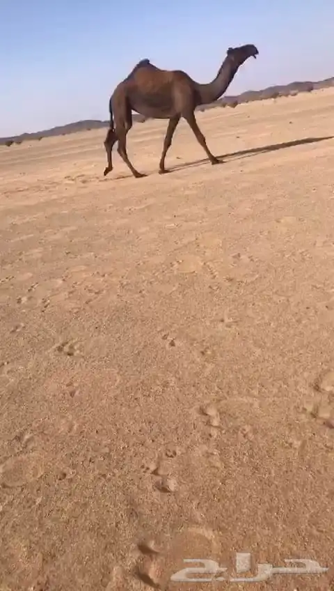 بكار كفو صفرا وحمر 0