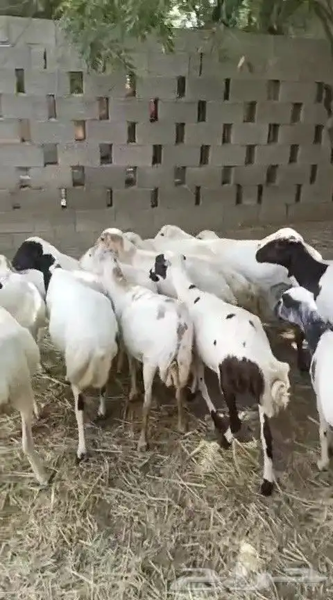 يوجد لدينا ضان رفيددات مولدات ودفيع 0