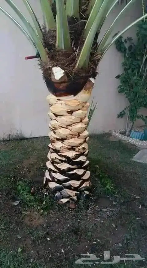 ثيل طبيعي وي ترتيب شجار 7