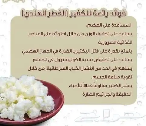 حبيبات كيفر فطر هندي kefir grains 0