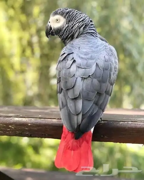 زوج كاسكو اليف متكلم منتج 0