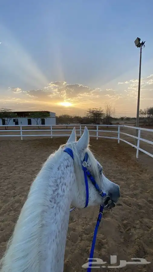 ترقيص خيل ادب مصري عسف تربيع تتدريب 4