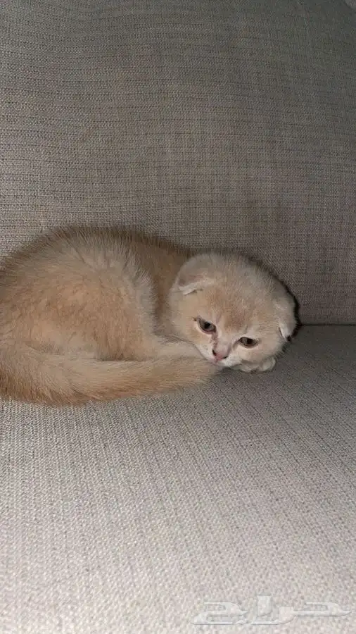 قطه سكوتش انثى بيور تربل فولد شورت هير 1