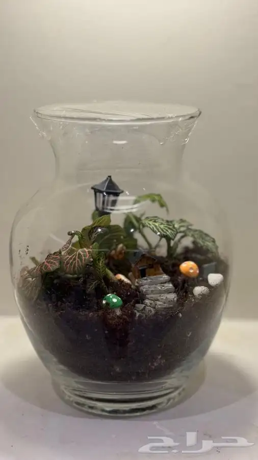 غابة استوائية صغيرة 3