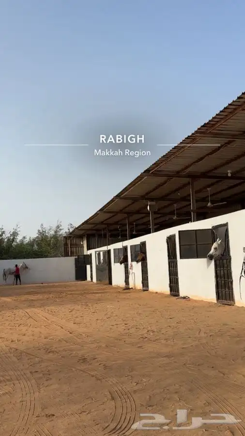 ترقيص خيل ادب مصري عسف تربيع تتدريب 3