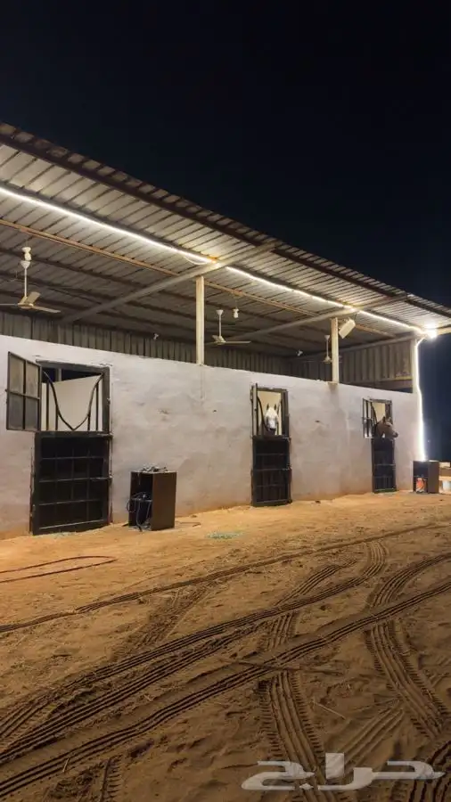 ترقيص خيل ادب مصري عسف تربيع تتدريب 0