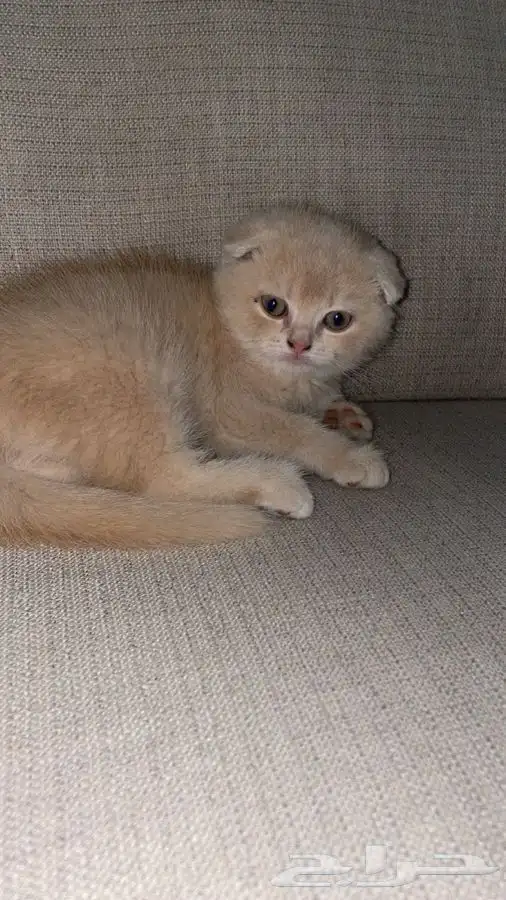 قطه سكوتش انثى بيور تربل فولد شورت هير 0