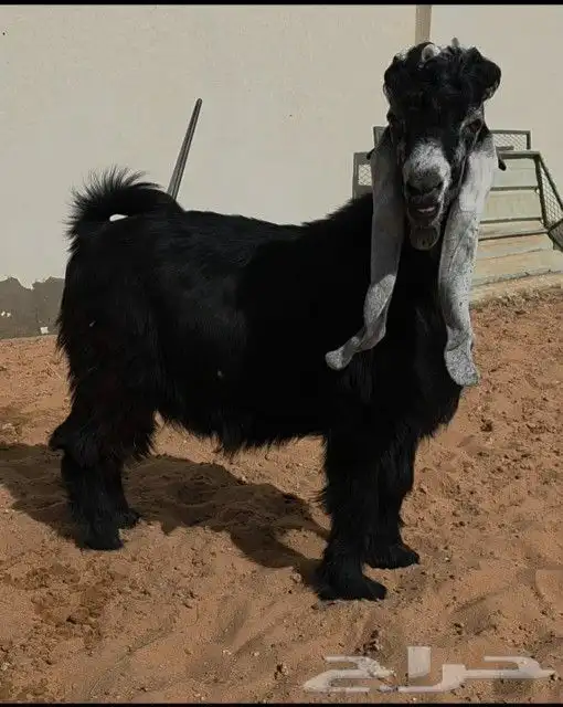 جذع عارضي خصصصم 0