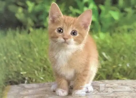 توصيل حيوانات اليفه الدمام الرياض القصيم حايل المدينه والعكس 2