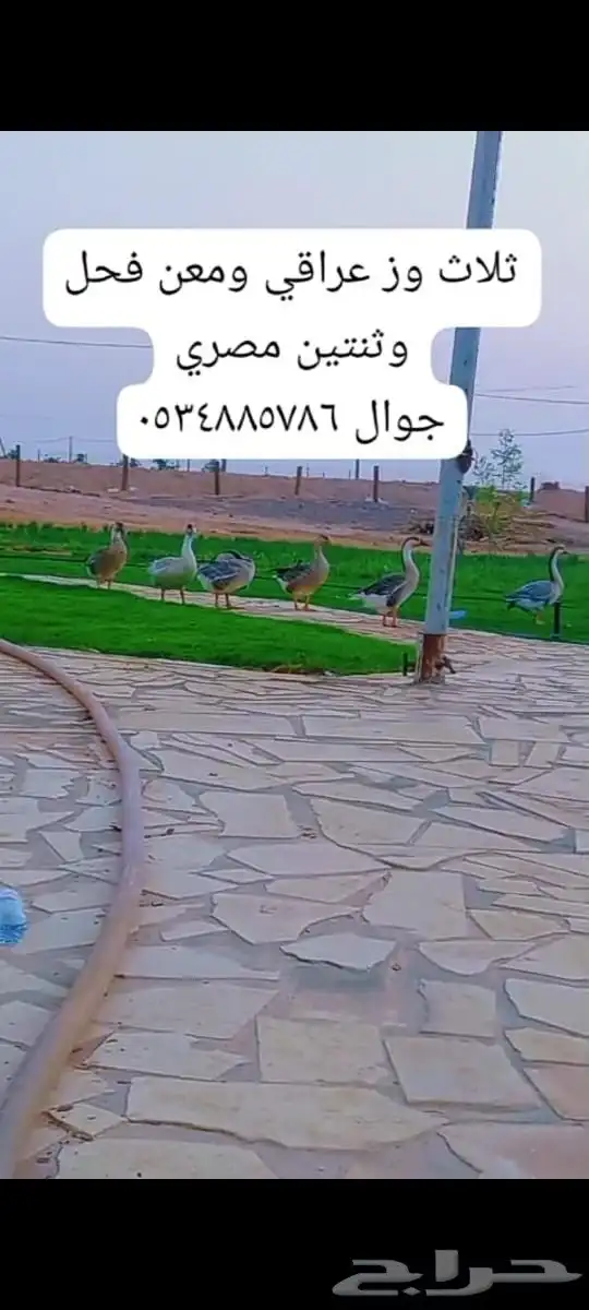 الحد خمس ميه 0