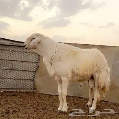 ضمطلوب فحل حري صنف طول وجبر وارتفاع شرط القريع النسف والصحه 0