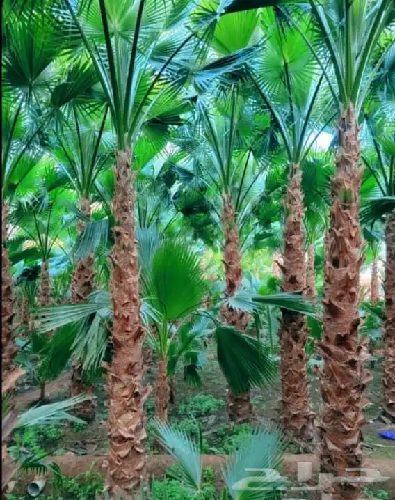 نخل واشنطني زينه امريكي ابومروحه 6