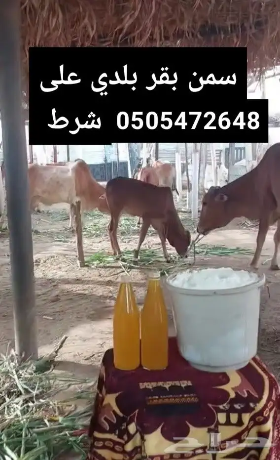 سمن بلدي مضمون بقري مع الخلاصة والحقنه 0
