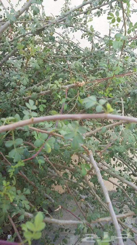 شتلات بشام  للييع 2