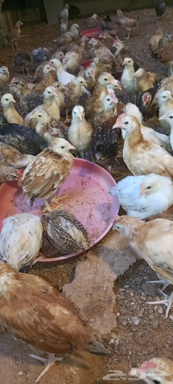 صوص بلدي هجين تركي عمر شهر 1