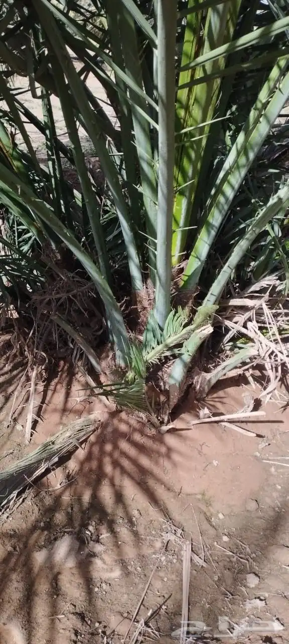 نخل مثمر نخل القصيم للبيع نبت سالم مجدول سكري ونانه لبانه صف 2