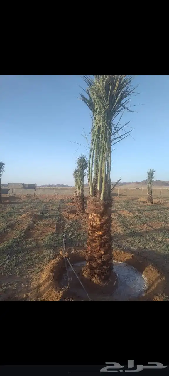 جثايث سكري وخلاص وصقعي المجدول العدد كبير جثايث على الشرط 1