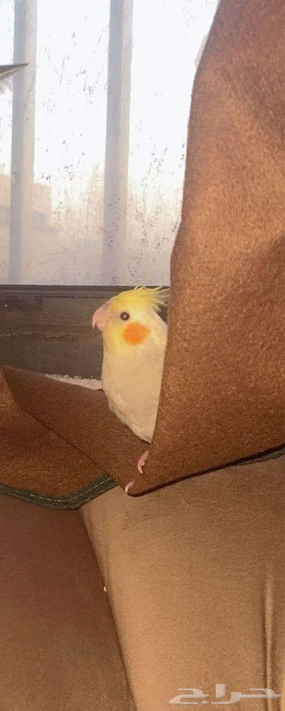 كروان اليف لليع 1