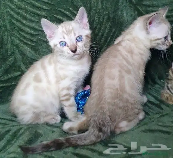 قطط بنغال سنو جاهزين للاستلام للبيع 3