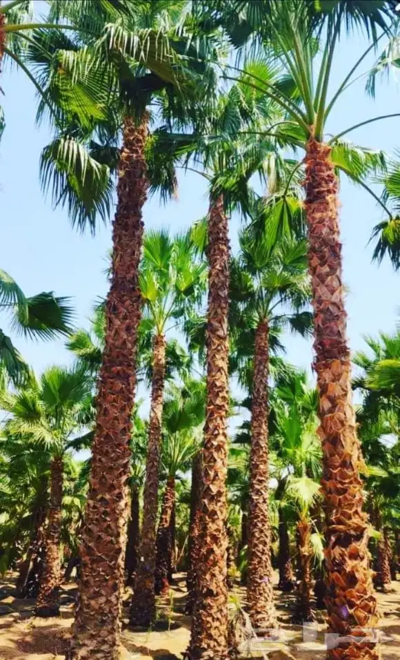 نخل واشنطني زينه امريكي ابومروحه 8