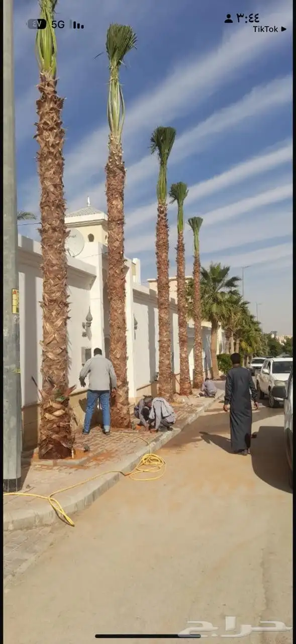 نخل واشنطن أمريكي نخيل مثمر اخلاص صقعي هلالي روثانه مجدول 2