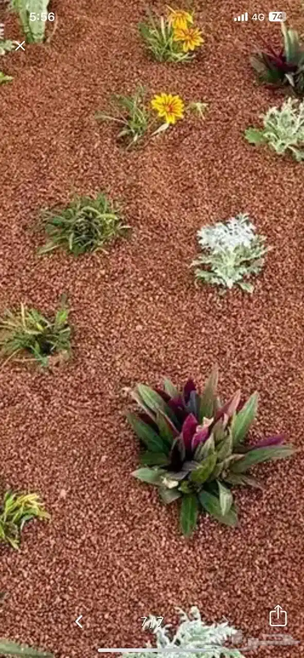 بطحا حايل فاخره الان في الجبيل 3