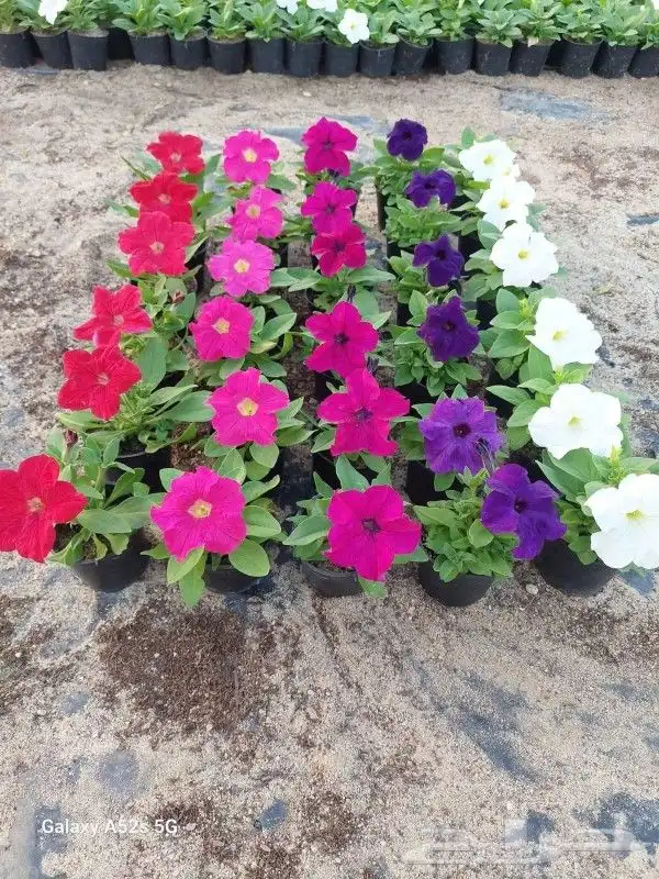 يوجد جميع انواع الاشجار والنباتات يوجد تيل طبيعي يوجد صيانية 2