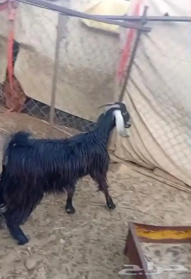 معزاء دفيع وحده ثنيه وحده جذعه 1