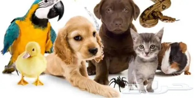 توصيل حيوانات اليفه الدمام الرياض القصيم حايل المدينه والعكس 4