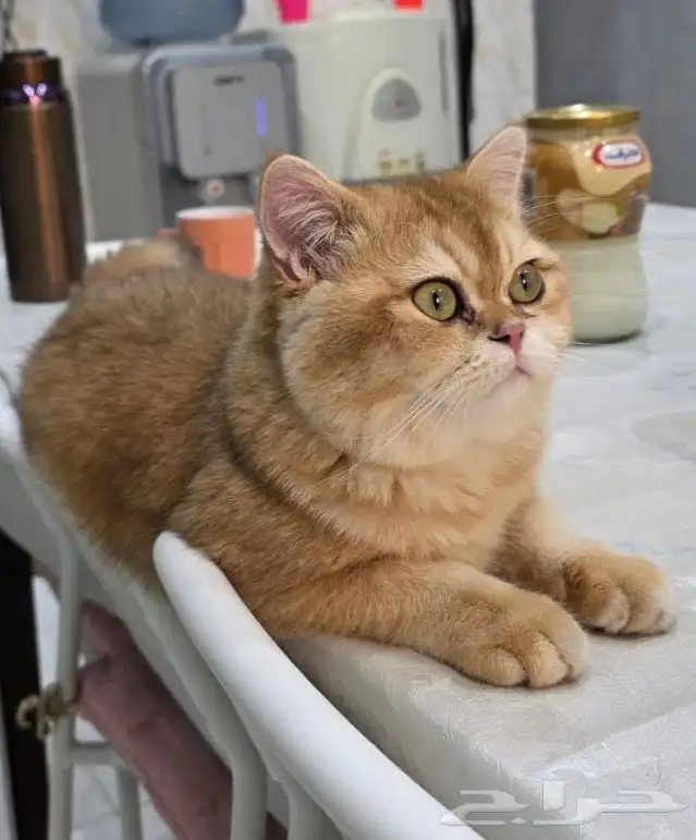 قطة وقط سكوتش 0