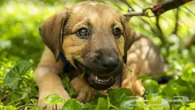 توصيل حيوانات اليفه الدمام الرياض القصيم حايل المدينه والعكس 3