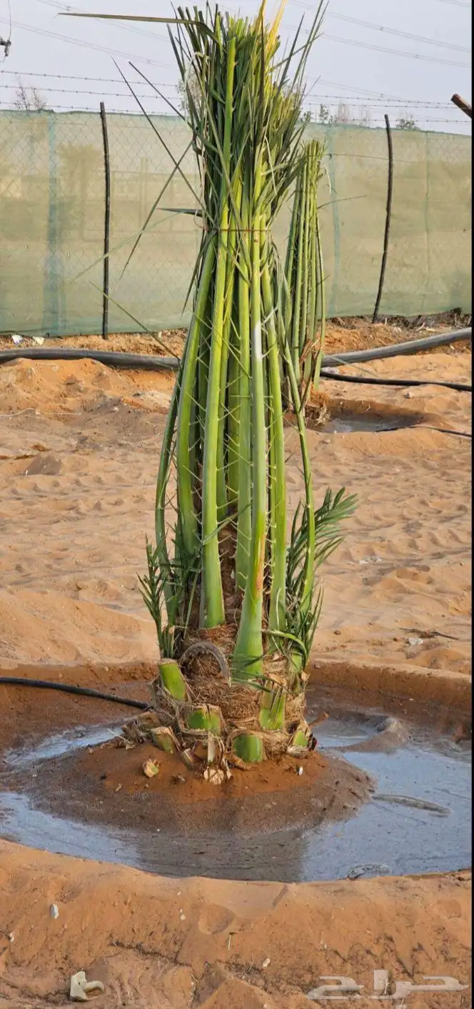 نخل واشنطن أمريكي نخيل مثمر اخلاص صقعي هلالي روثانه مجدول 4