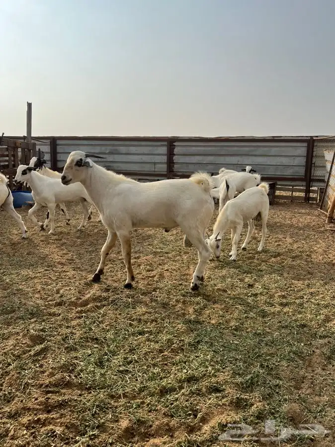 مشروع فحل بيشي 4