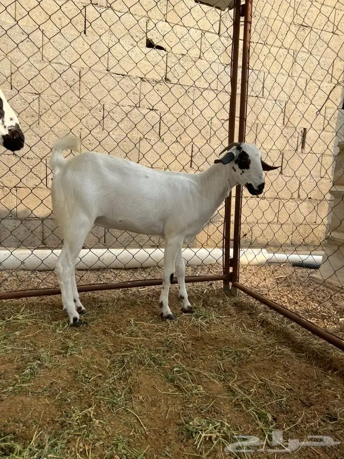 مشروع فحل بيشي 2