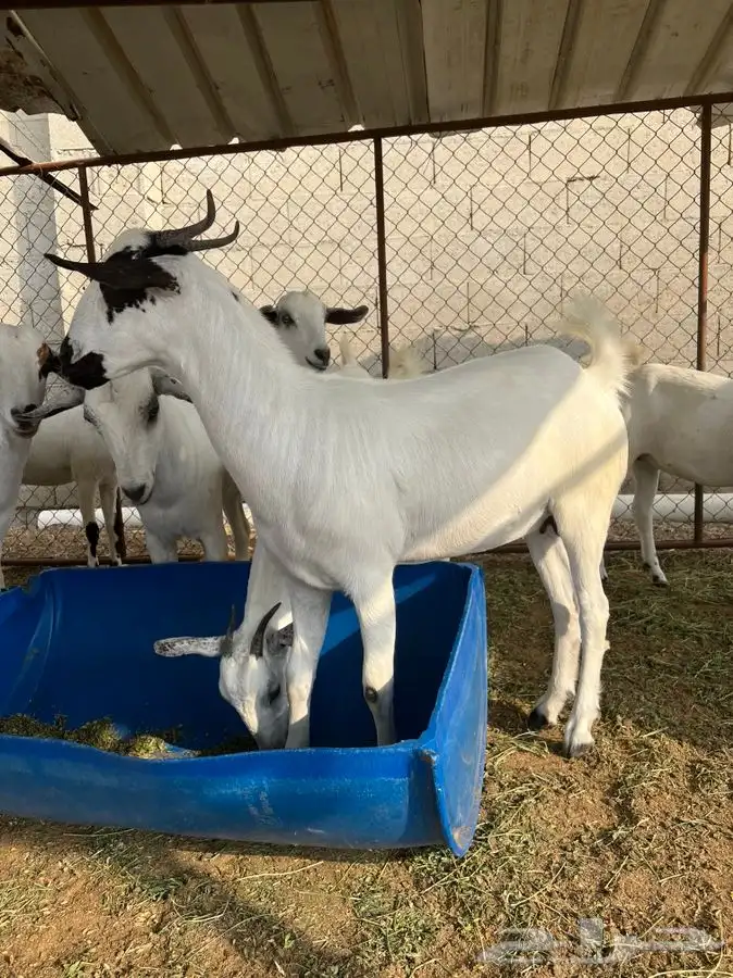 مشروع فحل بيشي 1