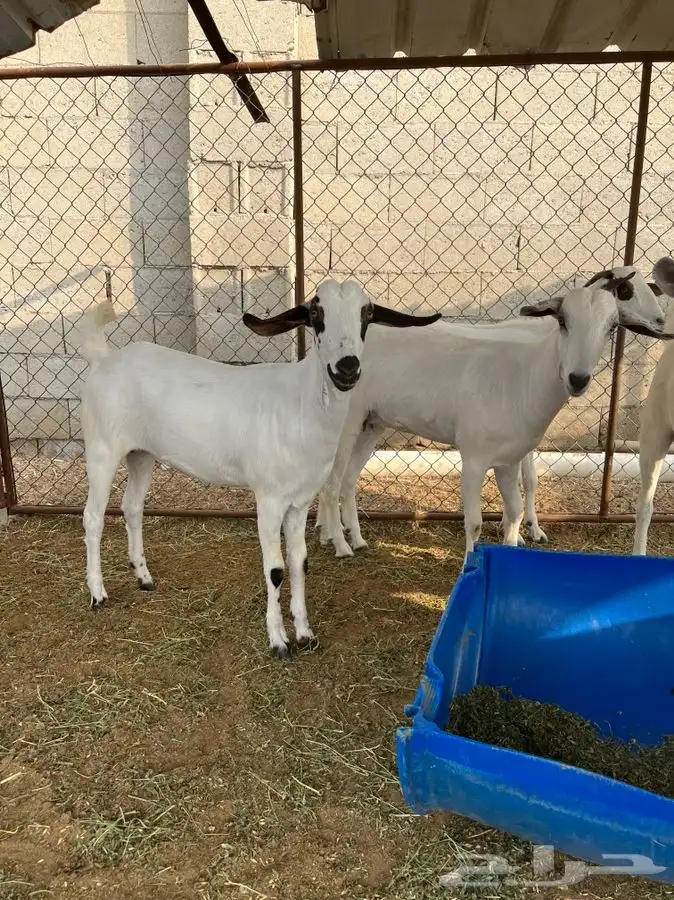 مشروع فحل بيشي 0