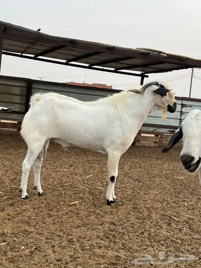 مشروع فحل بيشي 6