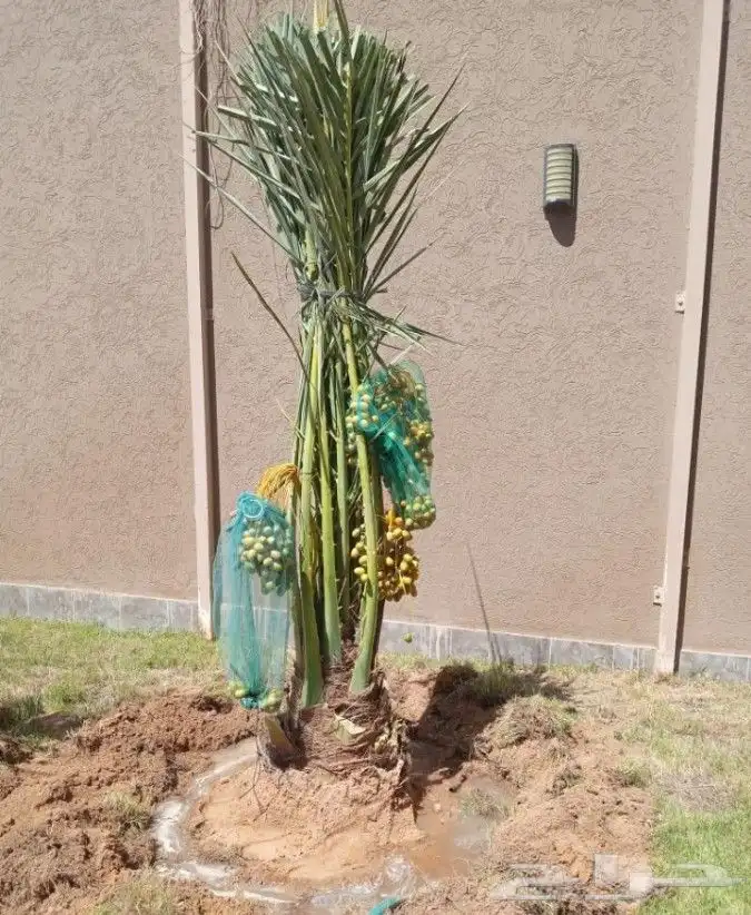 نخل للبيع نخيل مثمر فاخر نقايل خلاص سكري صقعي برحي شيشي سلج 7