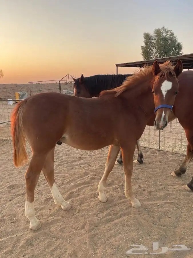 فرس شعبيه للبيع معها مهر 2