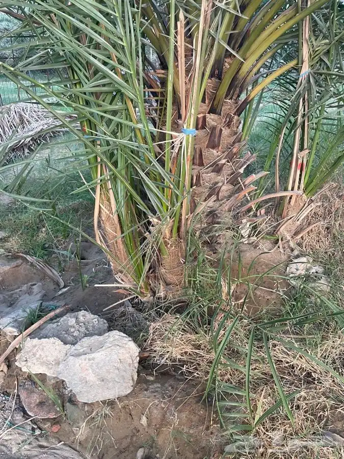 اصنا برني للبيع 1