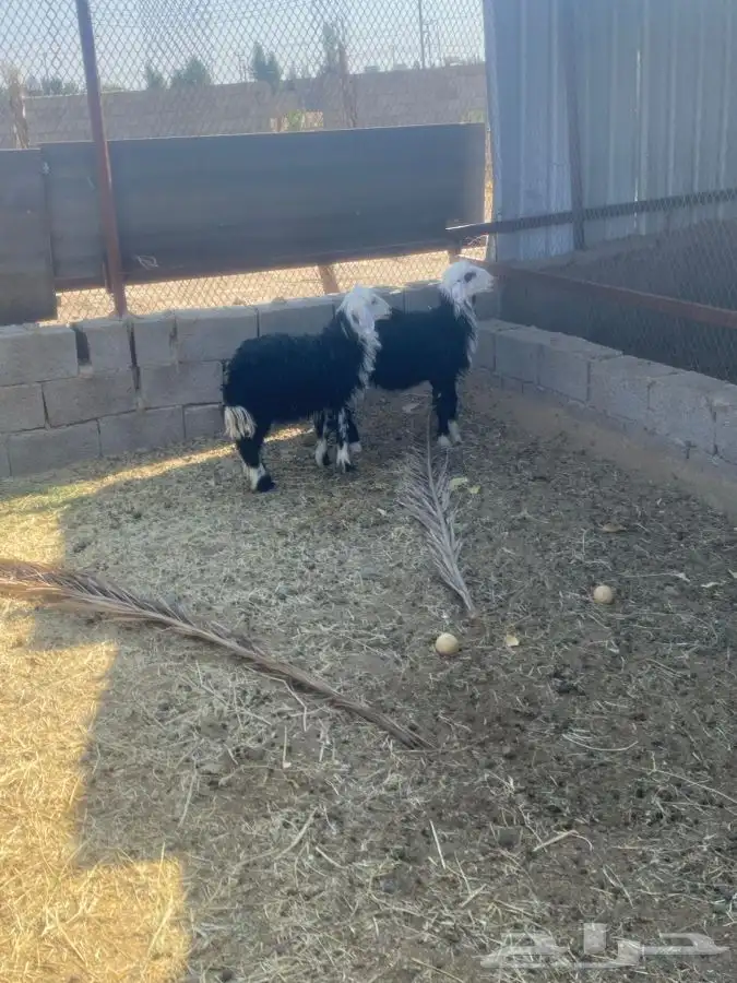 طليان نجد بريه للبيع 1