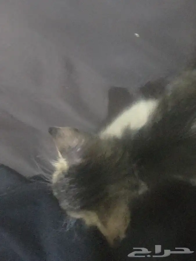 قطه للتبني صغيره 2