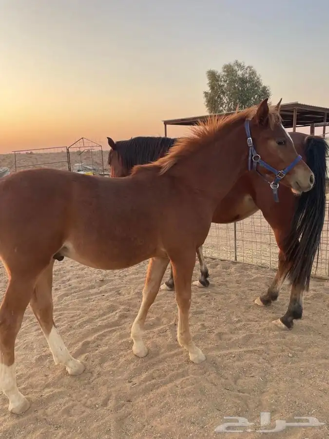 فرس شعبيه للبيع معها مهر 5