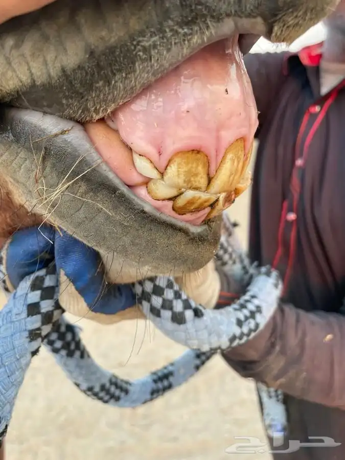 فرس شعبيه للبيع معها مهر 1