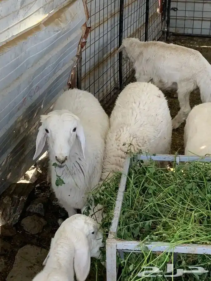 ذبائح ثلاجة ومناسبات تمارا 5