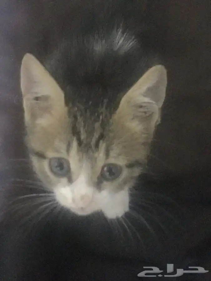 قطه للتبني صغيره 1