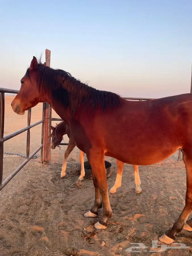 فرس شعبيه للبيع معها مهر 3