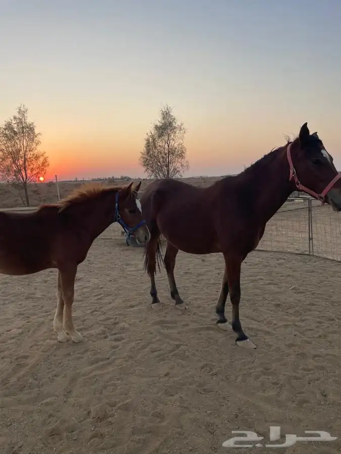 فرس شعبيه للبيع معها مهر 0
